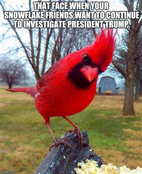 Angry Bird Face Meme