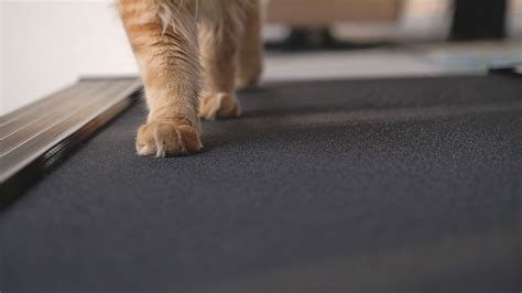 See more ideas about cat exercise wheel, cat exercise, cat diy. 8 DIY Cat Treadmills You Can Build Today! (With Pictures) - Excited Cats