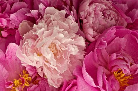 Peonies Pink Wallpaper Nature And Landscape Wallpaper
