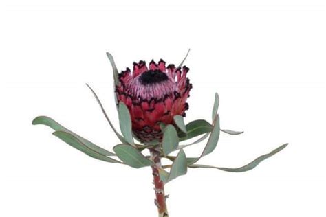Our team wants you to have the best experience possible and be satisfied with your you can send flowers to virtually anyone in your life. Red Protea Flower 15 Stems Bulk Flowers | J R Roses Wholesale