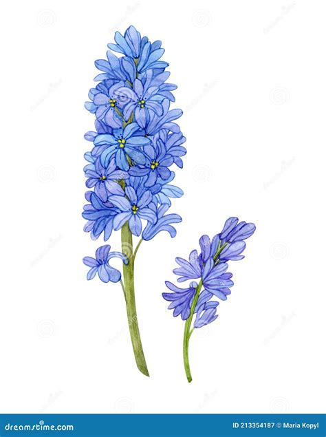 Blue Hyacinth Flower Watercolor Painting Stock Image Cartoondealer