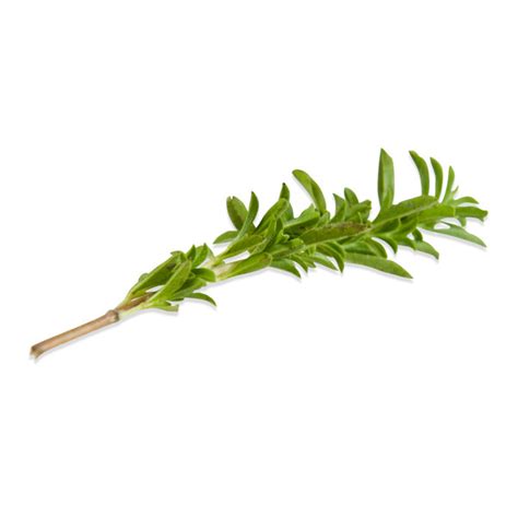 Fresh Winter Savory For Sale Marx Foods