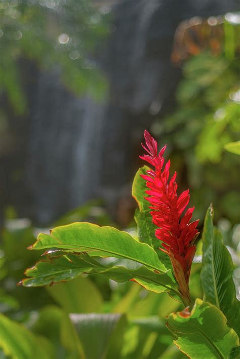 Red Hawaiian Ginger Flower In Rainforest With Waterfall In The B