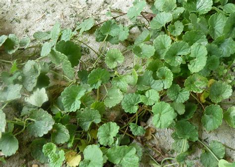 It spreads through your lawn by sending out runners that root into the ground. Reilly Gardens: Weeds