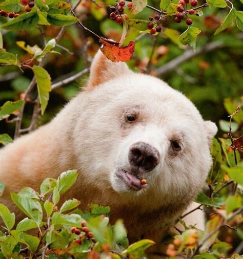 Great Bear Rainforest Agreement Creates A T To The World Cbc News