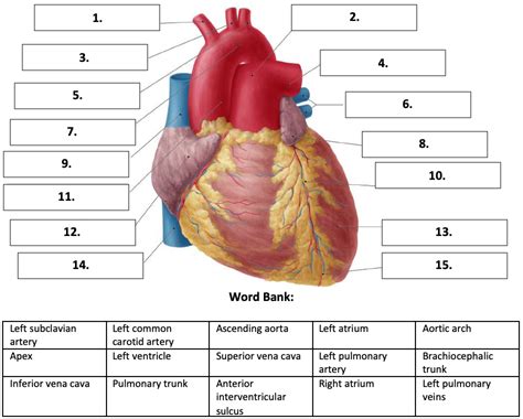 Bio 114 Anterior View Of The Heart Quiz By Tgardiner9