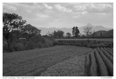 Black And White Picturephoto Fields Baisha Yunnan China