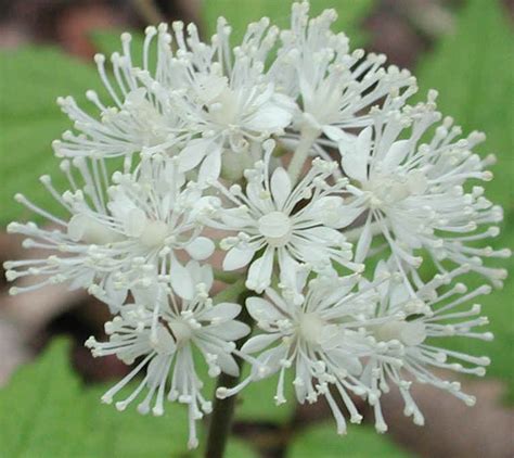 White Baneberry Actaea Pachypoda 07a Wild Flowers Of Sleepy