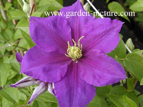 Clematis general sikorski pruning group. Picture and description of Clematis 'General Sikorski'