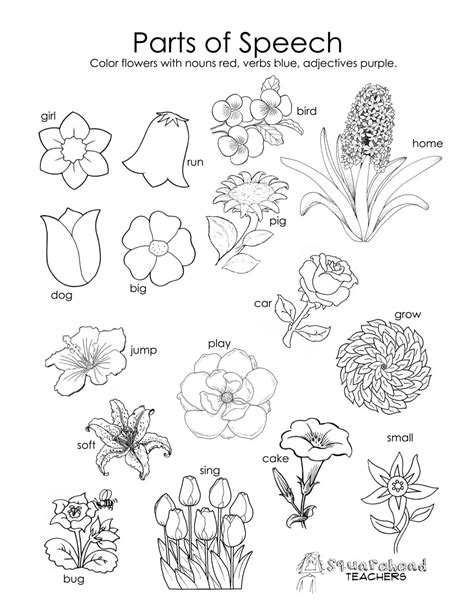 Parts Of A Plant Coloring Page At Free Printable