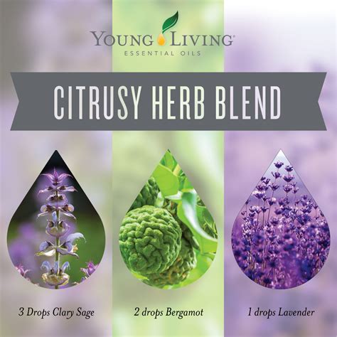 There are 277 young living sage for sale on etsy, and they cost $18.45 on average. Young Living Essential Oils | This diffuser blend of Clary ...