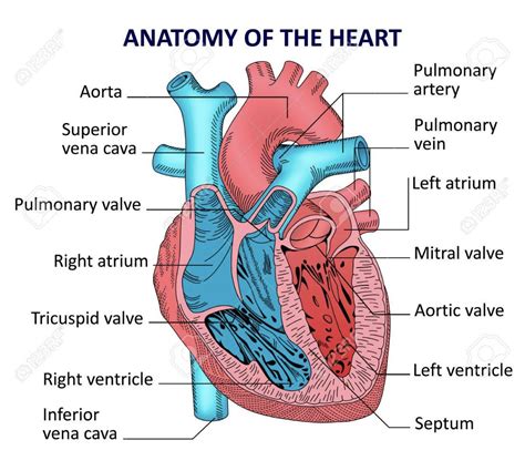 Pin By Neicy Roberts On Heart Human Heart Anatomy Human Heart