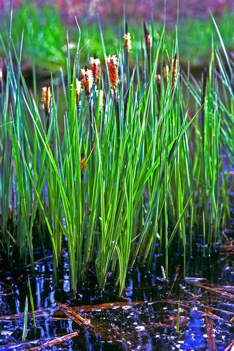 Carex elata (Cyperaceae) image 49697 at