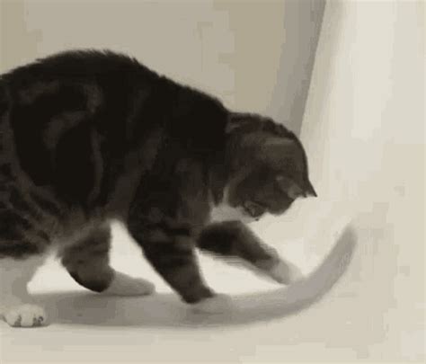 Scratch Cat  Scratch Cat Maru Discover And Share S