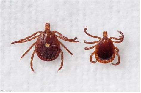 Missouri Ticks And Tick Borne Pathogen Surveillance