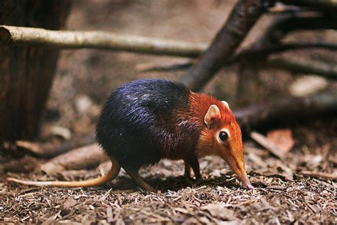 This constant need for food has led to some. Elephant Shrews or Sengis: Small Mammals with Long Noses ...