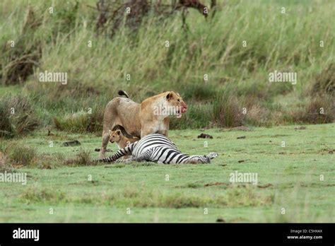 Female Lion And Her Cub Panthera Leo Feeding On Their Zebra Prey