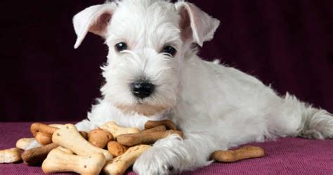 Galletas De Mantequilla De Maní Y Tocino Para Perros Una Receta