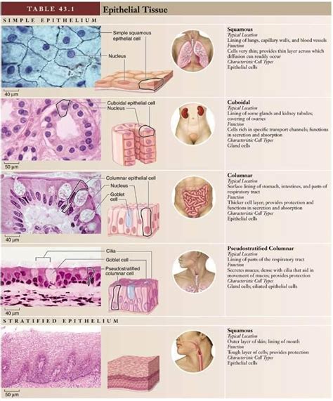 Summary Of Epithelial Tissues
