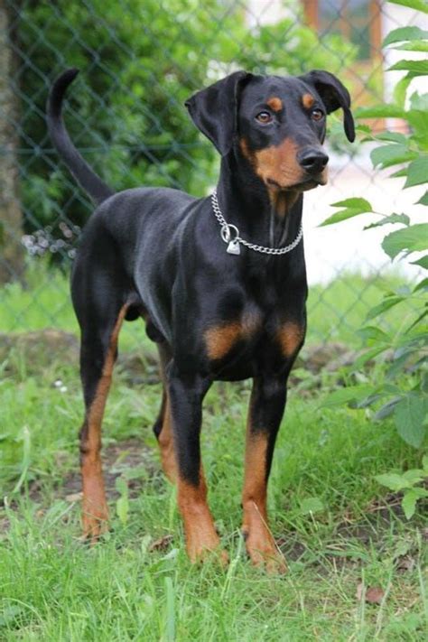 Deutscher Pinscher Hunde Welpen Erziehung Hunde Welpen Welpen