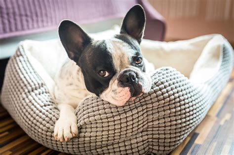 10 Best Dog Beds For French Bulldogs Our Favorite Picks