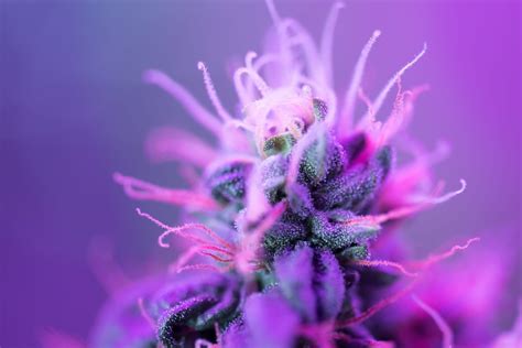 Purple Cannabis Why Is It So Popular And How To Grow It Mary Janes