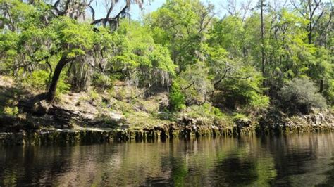 Suwannee River State Park Live Oak 2020 All You Need To Know Before