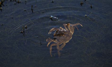Prolonged Heat Waves In Summer Delay Harvest Of Yangcheng Lake Hairy Crabs Global Times