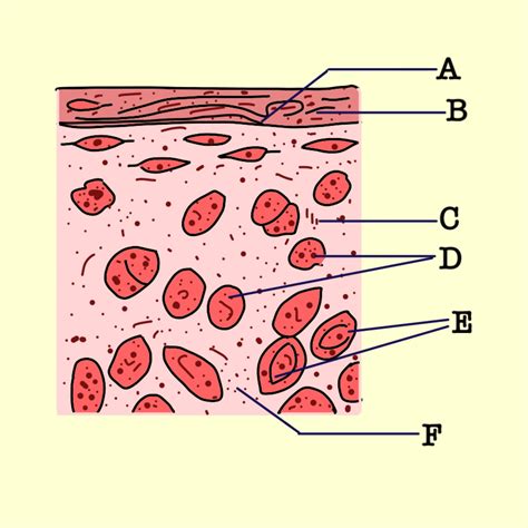 Hyaline Cartilage Labeled Diagram