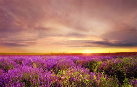 Lavender At Sunset By Albena Markova Photo 8869651 500px