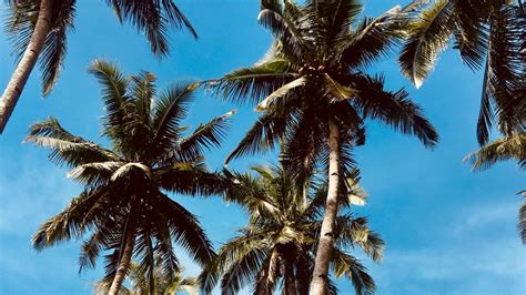Download Wallpaper 1920x1080 Palm Trees Sky Tropics Trees Full Hd Hdtv Fhd 1080p Hd Background