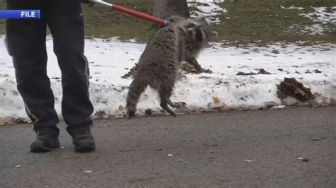 Rabies Virus New Jersey Health Officials Warn After 2 Raccoon Attacks