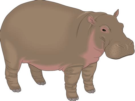 Hippopotamus Free Vector 4vector