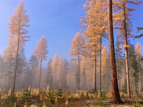 Prehistoric Woods British Columbia Canada Wallpapers And Images