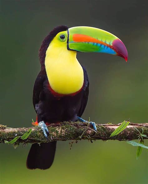 Canon Photography Incredible Image Of A Toucan In Costa Rica Wow