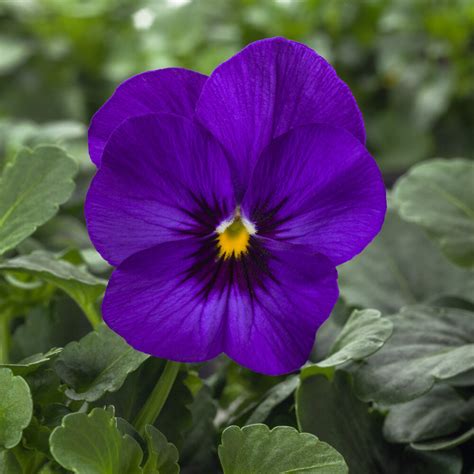 Viola Petit Deep Blue Beekenkamp Plants