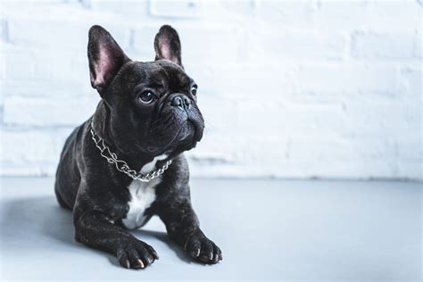 That means your french bulldog has an allergy on specific items. Does My Dog Have a Skin Allergy? - Veterinary Dermatology ...