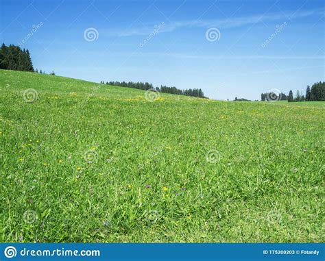 Hilly Flower Meadow In Bavaria Stock Image Image Of Idyll Foothills