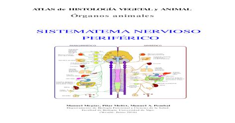 1b. Sistema nervioso periférico