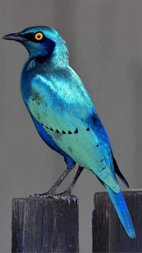 Blue Color On Beautiful Birds Beautiful Birds Pet Birds Rare Birds