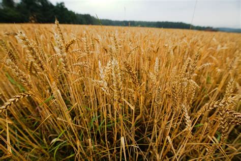 Grain Blé Récolter Photo Gratuite Sur Pixabay