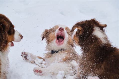 Charming Australian Shepherds On Walk Adult And Children Two Aussie