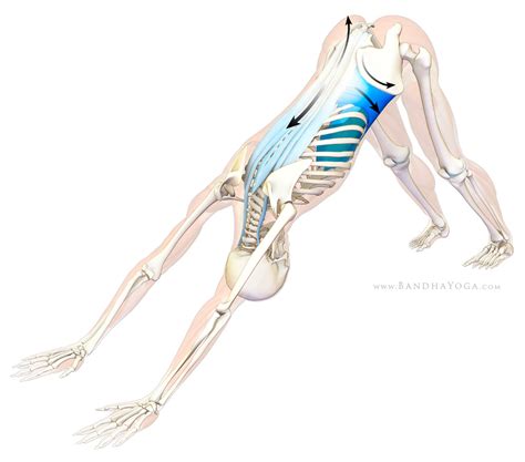Postures like downward dog (as well as more difficult arm balances) that place weight on the arms and shoulders are great for building upper. Lengthening the Torso in Forward Bends | YogaUOnline