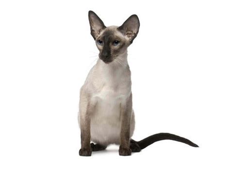 Balinese Cat Breed Information Purina
