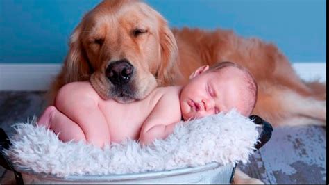Cute Babies Sleeping With Dogs Compilation Dog Loves