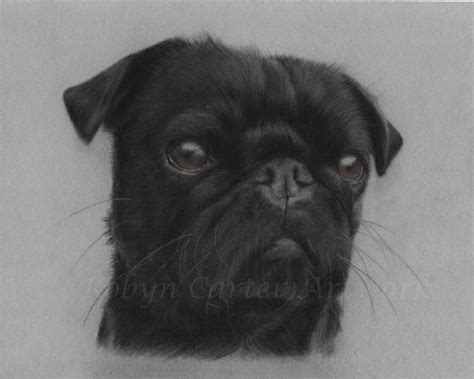 A Pug Drawn In Soft Pastels And Pastel Pencils On Velour Paper Pet