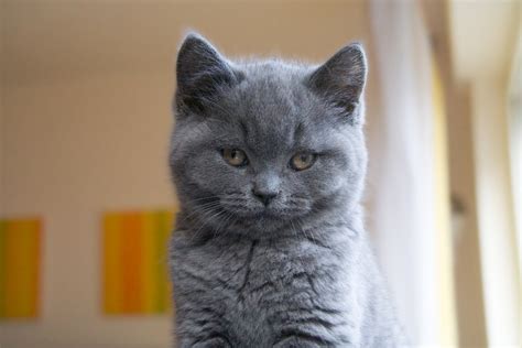 Gato Chartreux Grey Pelo · Foto Gratis En Pixabay
