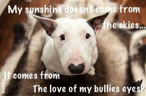 Buy 'sitting bull warrior quote. 35+ Bull Terrier Quotes And Sayings - The Paws