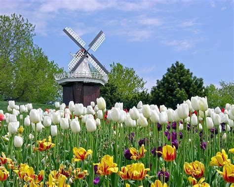 Vườn Hoa Tulip Hà Lan Top 5 Địa Điểm Ngắm Hoa Tulip Đẹp Nhất Hà Lan