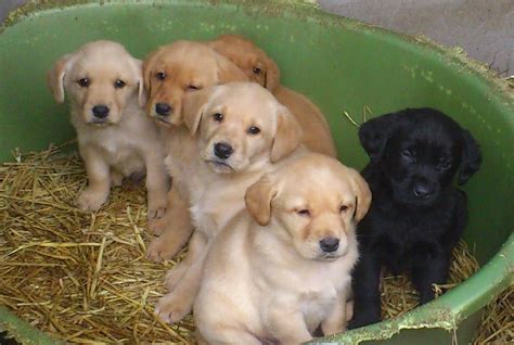 Beautiful Chunky Golden Labrador Puppies Peterhead